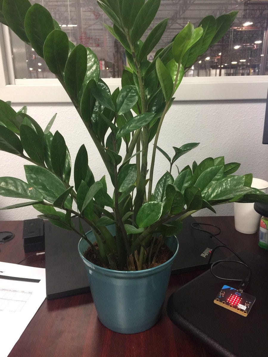 Zamioculcas zamiifolia